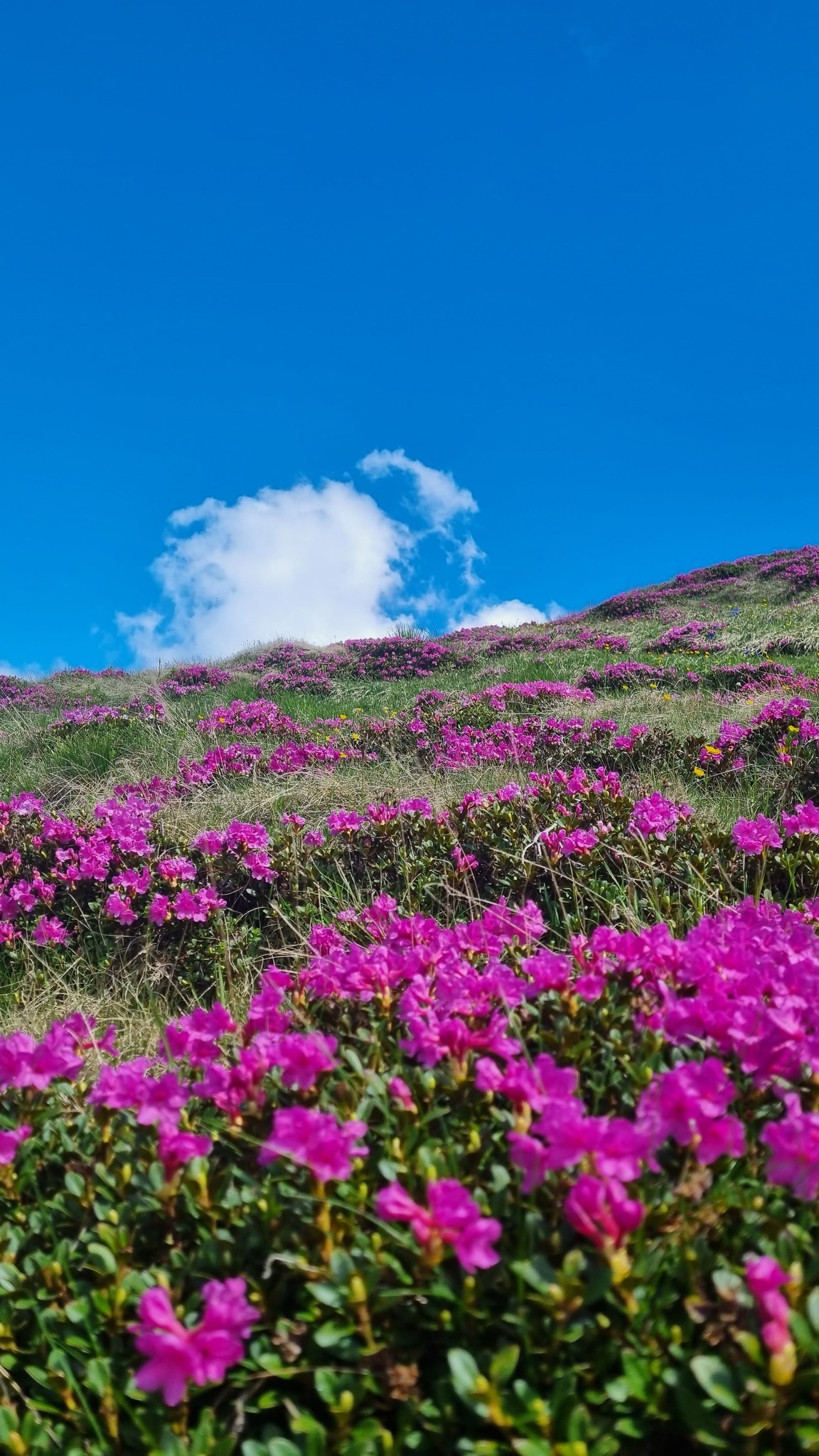 In cautarea rododendronului pe Varful Furnica